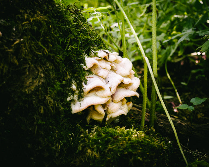 The Many Ways of Fungi: First Steps Into the World of Mycology (A MycoCurious™ Online Course)